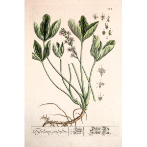 Trifolium Palustre. Norimberga, Elisabeth Blackwell, 1757 - 1773.