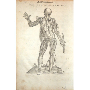 Undecima Musculorum Tabula. Venezia, Francesco Sanese, 1588.