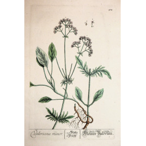 Valeriana Minor. Norimberga, Elisabeth Blackwell, 1757 - 1773.
