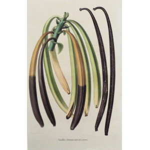 Vanilles obtenues dans les serres. Parigi, Guillaume Severeyns, 1850 circa.