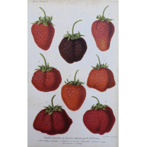 Variétés nouvelles de fraisiers. Parigi, Guillaume Severeyns, 1850 circa.