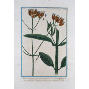 Verbena americana. Roma, Bouchard & Gravier, 1772 - 1780.