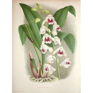 Warrea Lindeniana. Belgio,  F. Meyer-Van Loo, 1885.