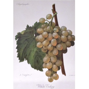 White Tokay. Parigi, Alexis Kreyder, 1901-1910.