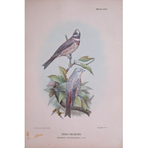 Zigolo Golarossa-Specie CXCIV. Firenze, G. Salvi - A. Manzella, 1879-1906.